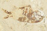 Needle Fish (Rhynchodercetis) Fossil - Hakel, Lebanon #201373-2